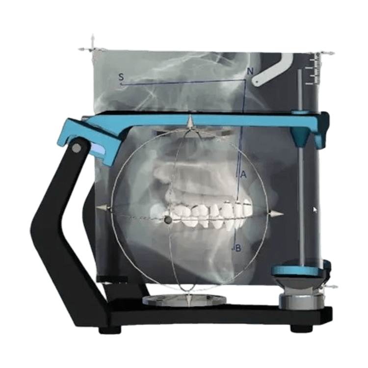 Virtual Articulator
