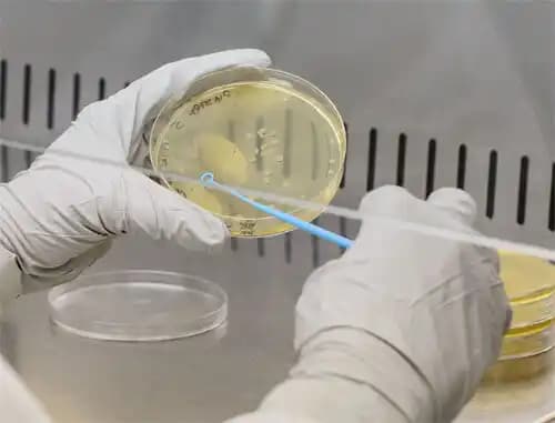 A laboratory technician wearing white gloves uses a blue inoculation loop to sample a petri dish inside a sterile laminar flow hood.