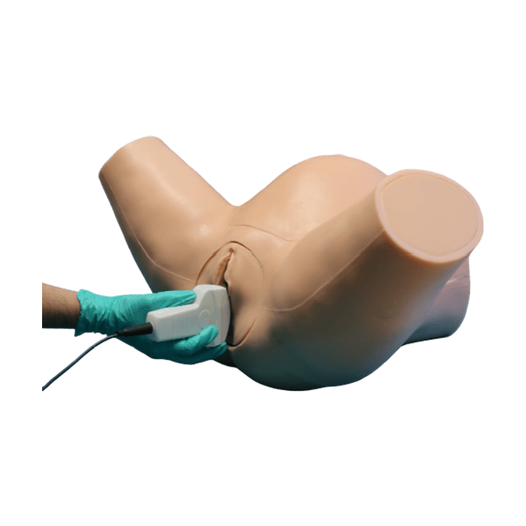 IUSim: Intrapartum Ultrasound Simulator