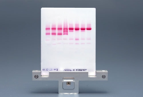 Electrophoresis Kits