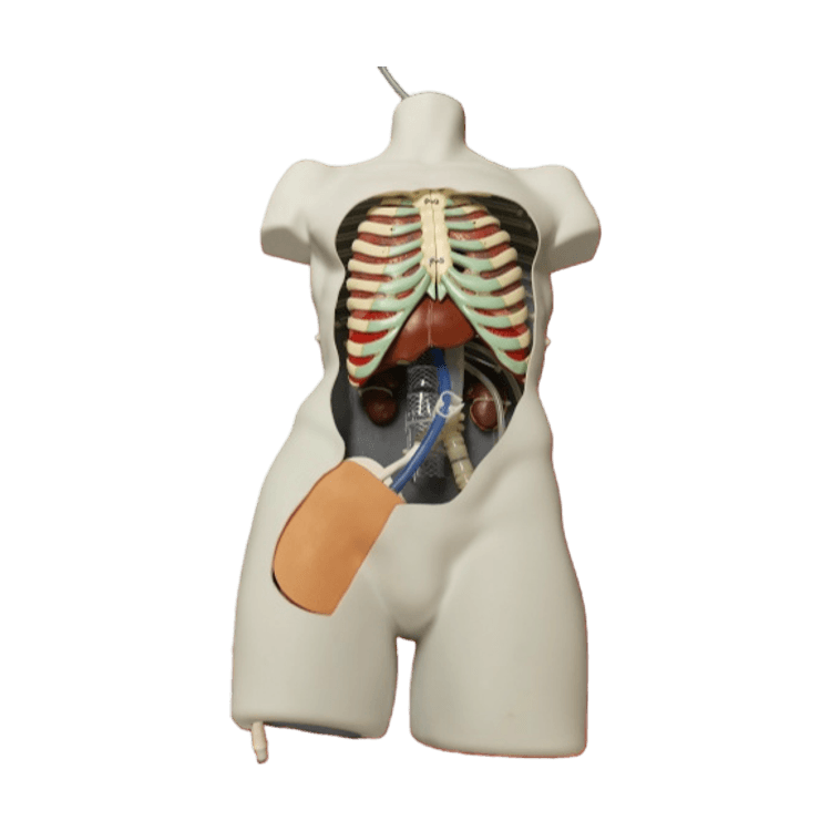 PerfusionSim: Task Trainer for NRP and REBOA